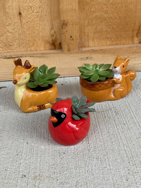 Festive Succulents