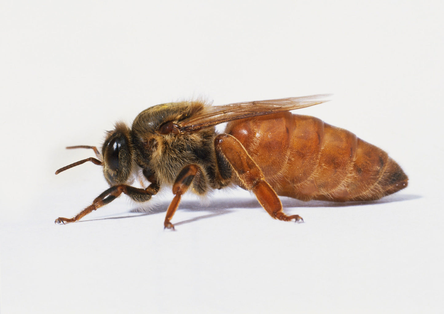 Chilean Carniolan Queens - May 7th